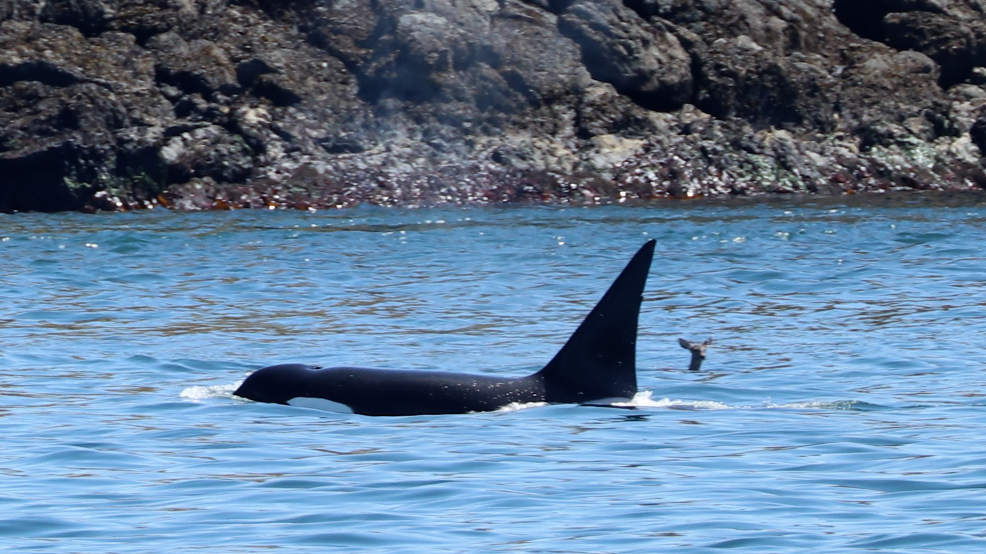 Photo rare : une orque et un cerf nagent ensemble près de la frontière canado-américaine