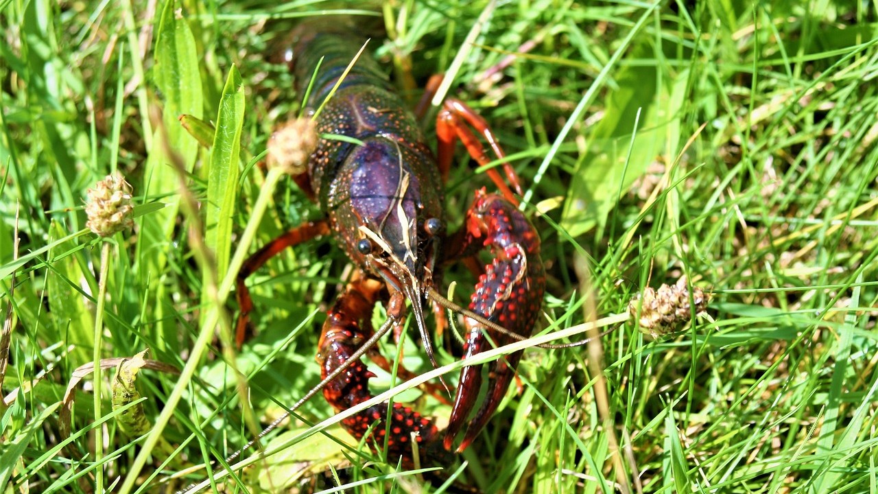 Parti se baigner dans sa piscine, il découvre qu&rsquo;une écrevisse y a élu domicile