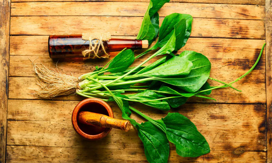 Le plantain : une mauvaise herbe de premier secours aux effets antibiotiques, antiviraux et antidouleur