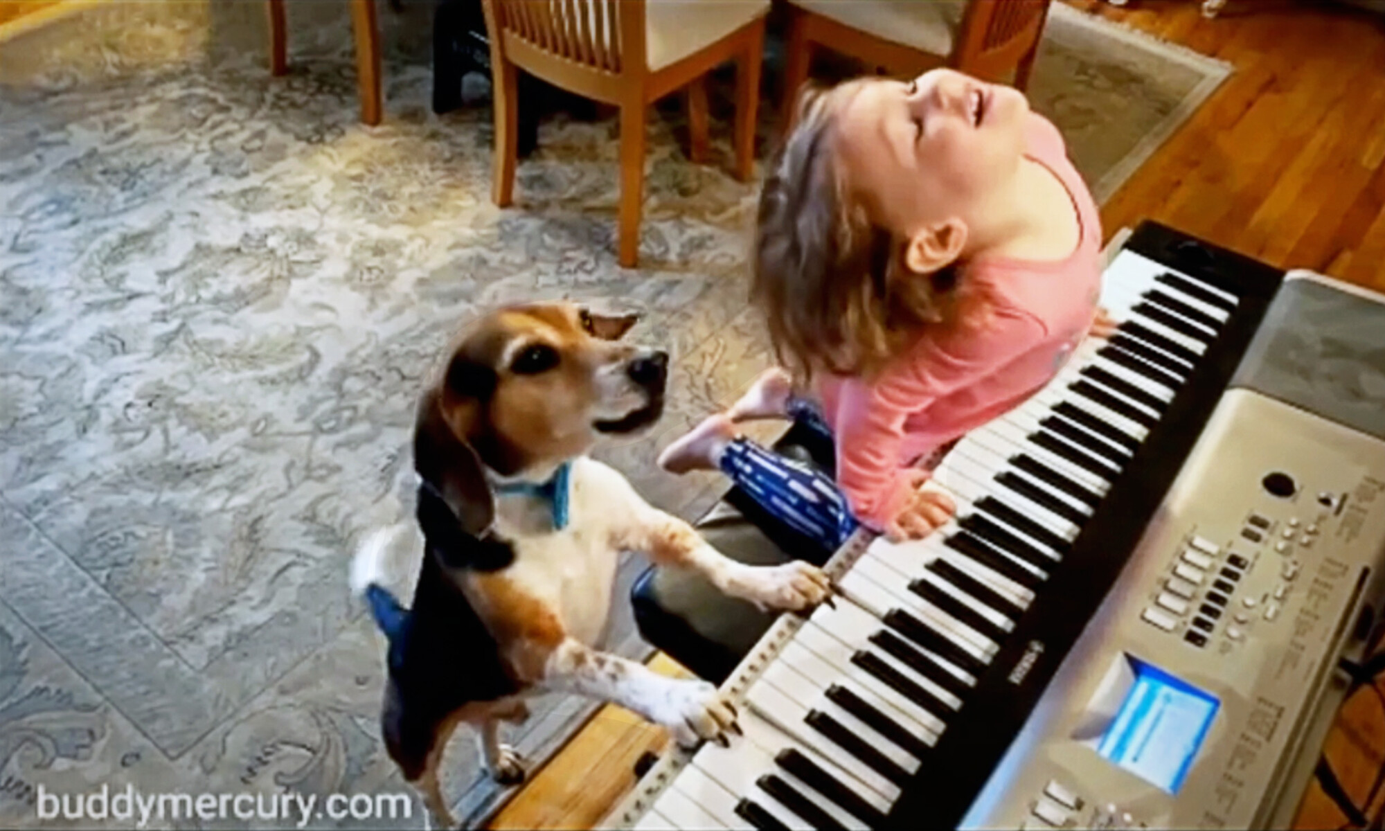 [Vidéo] Un chien aveugle aime jouer du piano et chanter avec une fillette, formant ainsi un duo adorable
