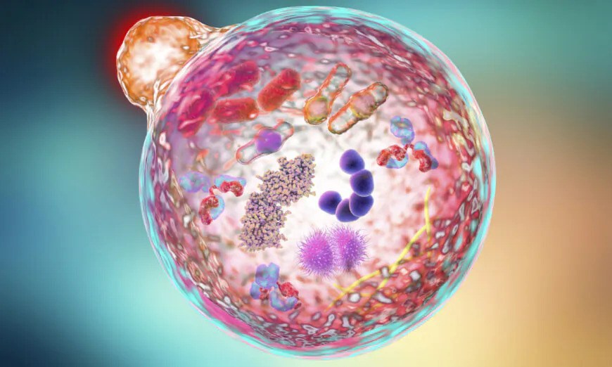 Le jeûne: utilisé comme approche thérapeutique possible pour les lésions causées par les protéines spike, voit sa pratique s’étendre à la lutte contre la maladie d&rsquo;Alzheimer et le cancer