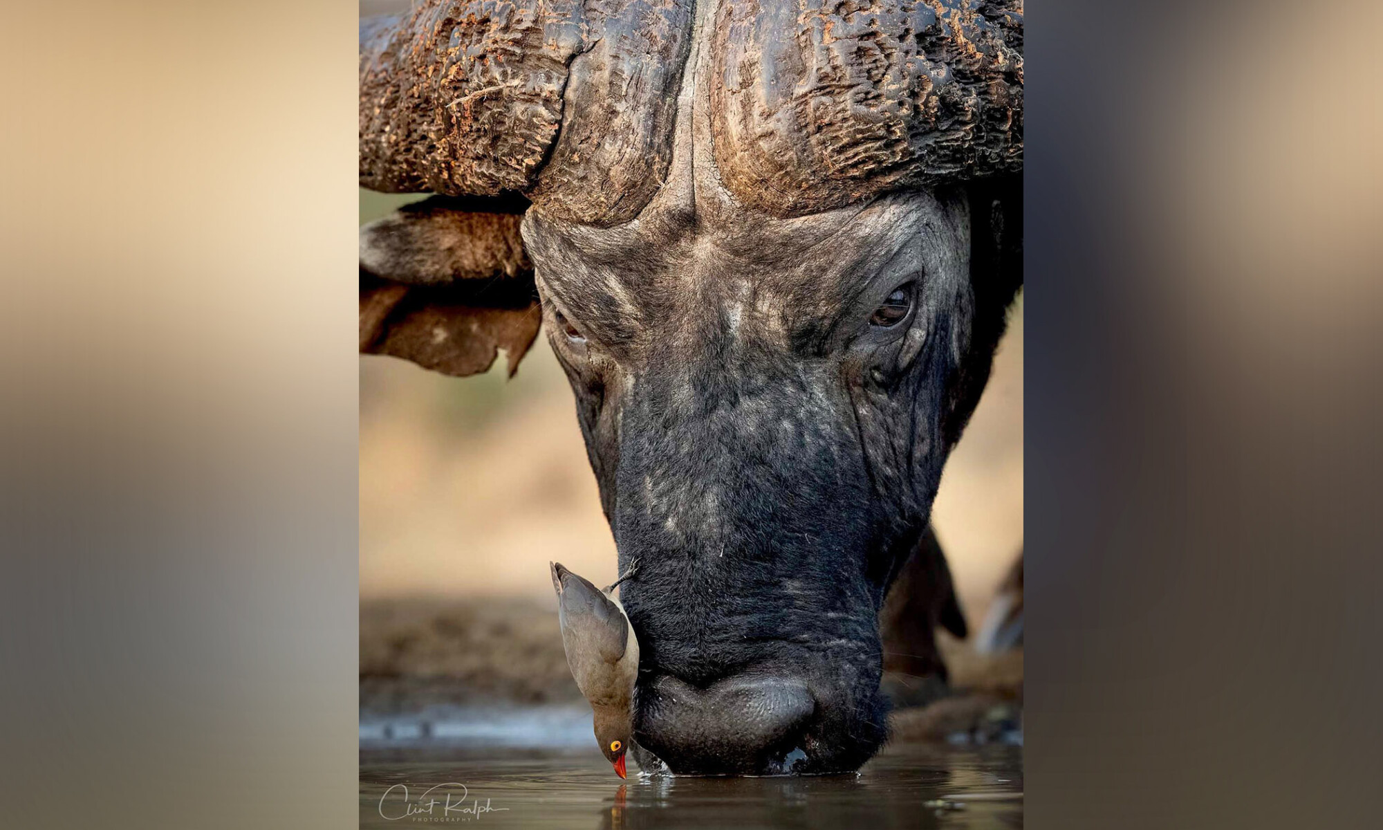 Une belle relation symbiotique: un photographe prend en photo un piquebœuf à bec rouge qui se pose sur le museau d&rsquo;un buffle d&rsquo;Afrique pour boire de l&rsquo;eau