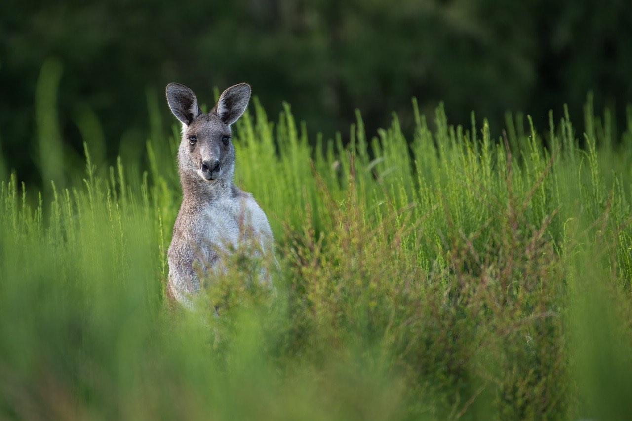 Seine-et-Marne: un kangourou en liberté a été capturé dans un village