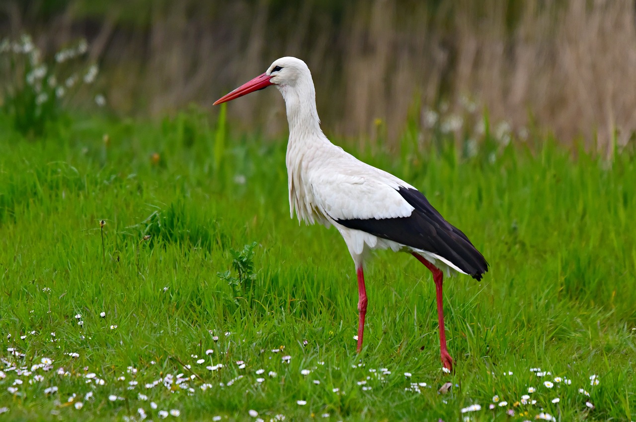 La cigogne au bec coincé dans une canette de Coca-Cola a été secourue