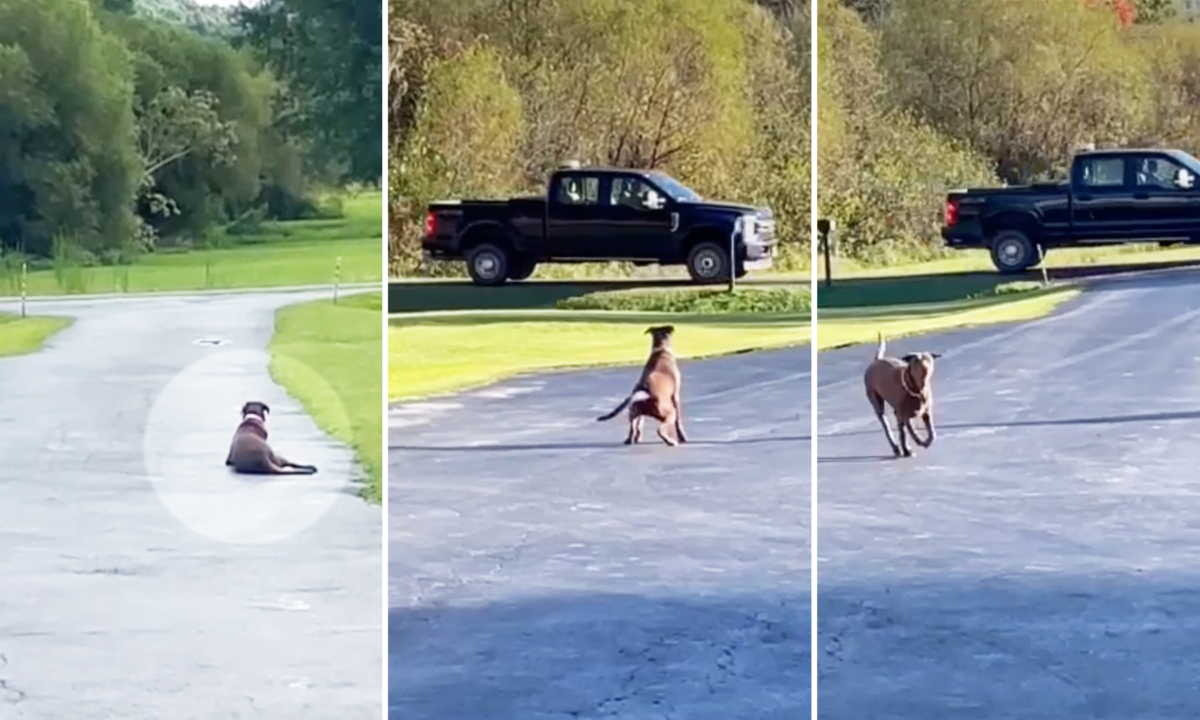 Une chienne reconnaissante attend chaque jour dans une allée l&rsquo;arrivée de la personne qui lui a porté secours il y a deux ans