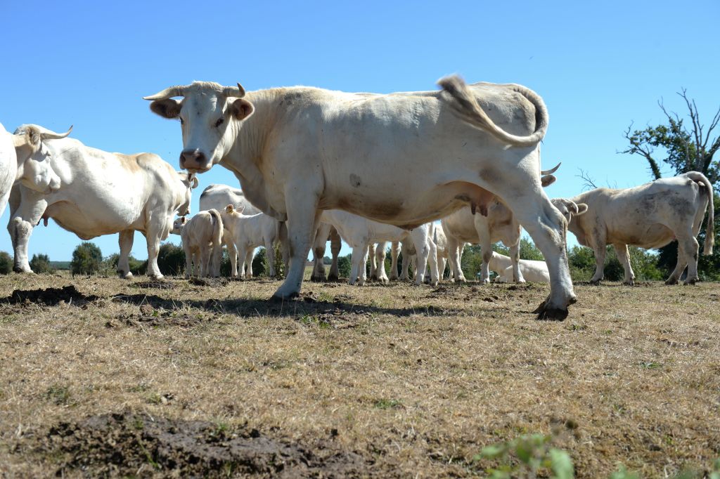 Divergences sur l&rsquo;accord UE-Mercosur: entre inquiétudes et espoirs des agriculteurs de chaque côté de l&rsquo;Atlantique