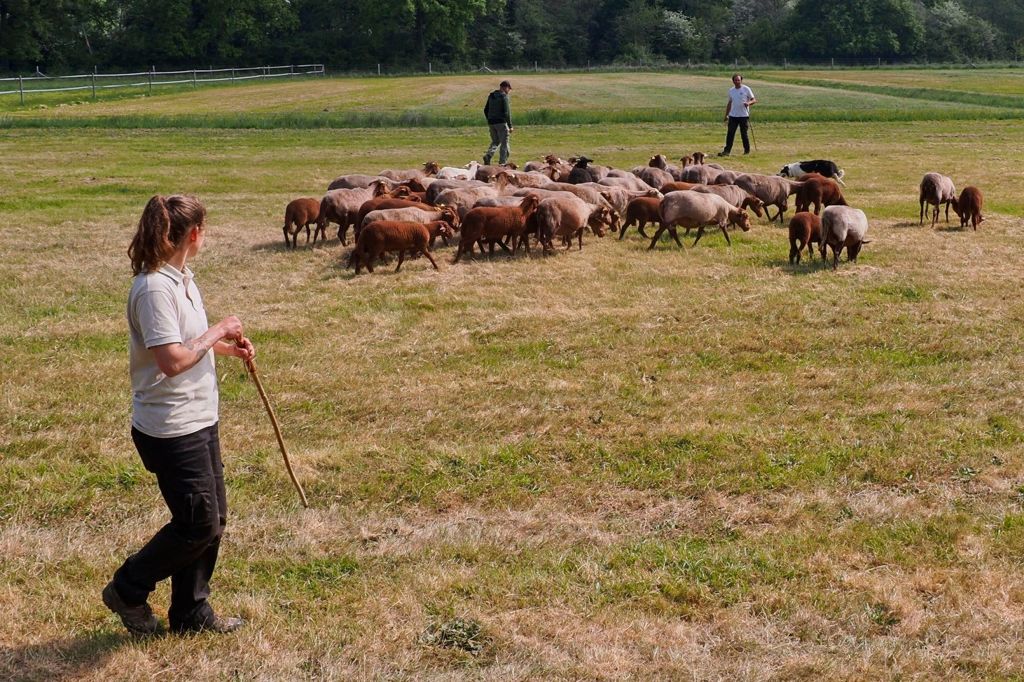 Présence de 906 loups en France: une estimation qui fait polémique