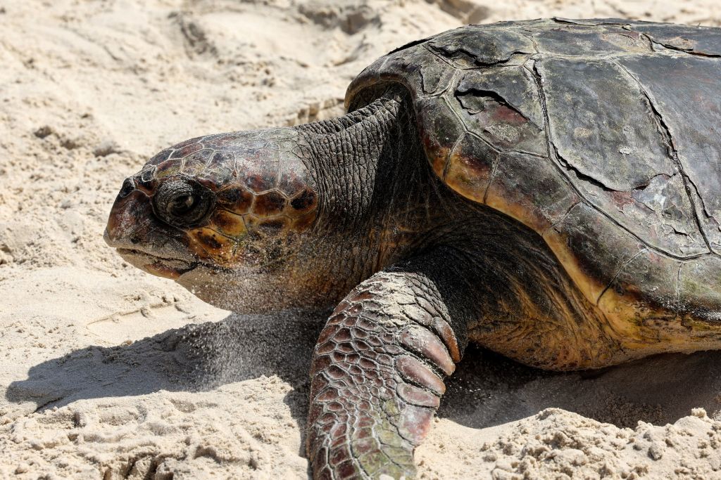 Les pontes de tortues marines se multiplient dans le Sud-Est et interrogent les scientifiques