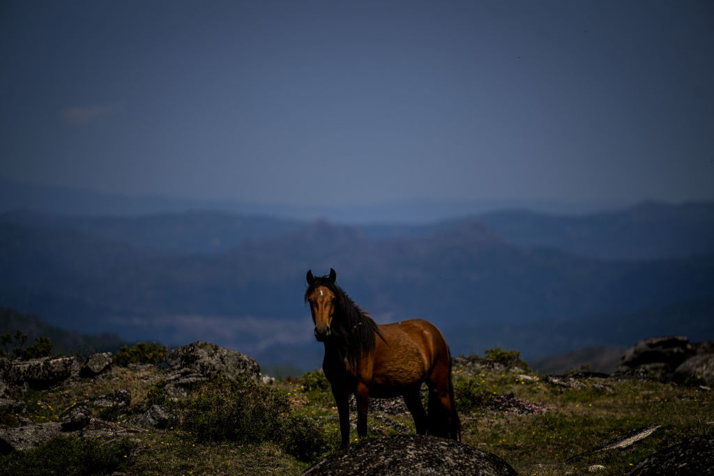 Des «chevaux sapeurs» mis à contribution contre les feux de forêt au Portugal
