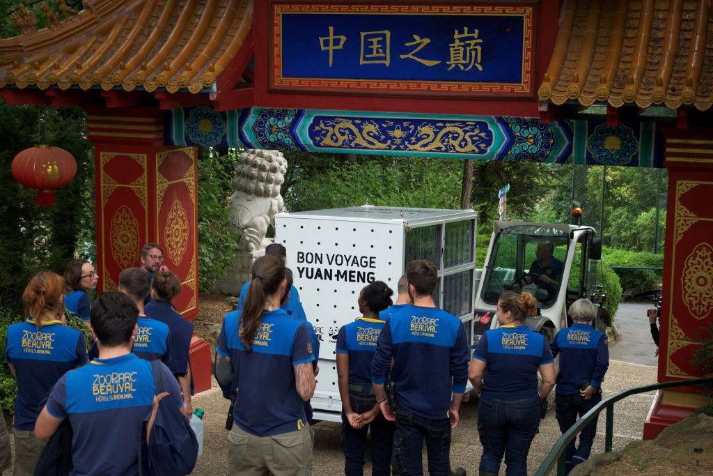 Le panda né au zoo de Beauval a été envoyé en Chine, dans un but de reproduction
