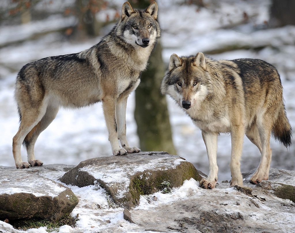 Nouveau plan loup: les éleveurs mieux indemnisés en cas de dommages, des règles de tirs assouplies pour l&rsquo;abattage des loups