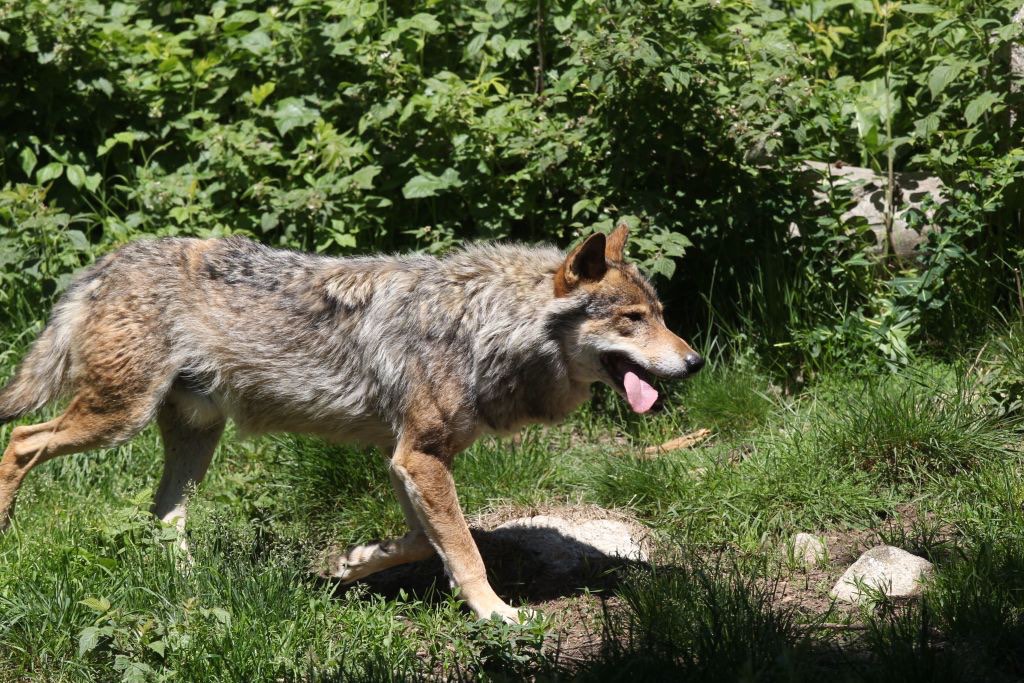 Nord: un loup a été aperçu et photographié près de Watten, une première dans le département