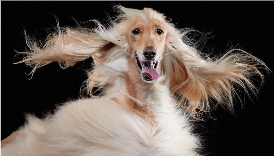 25 photos drôles d&rsquo;animaux de compagnie finalistes du Pet Comedy Photo Awards 2023 – chiens, balles de tennis, chat sournois et bien d&rsquo;autres encore