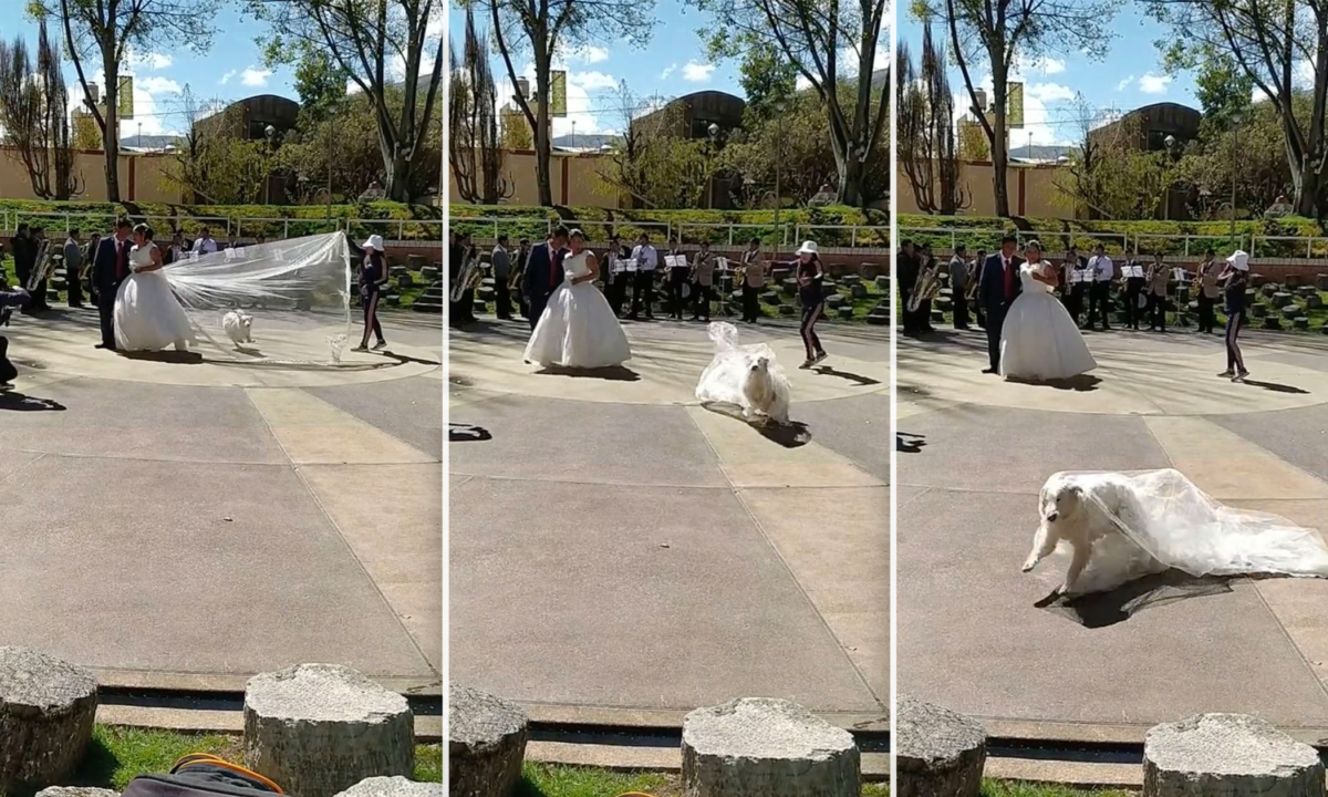 Un chien espiègle vole le voile de la mariée en sautant au travers lors d&rsquo;une séance de photos de mariage