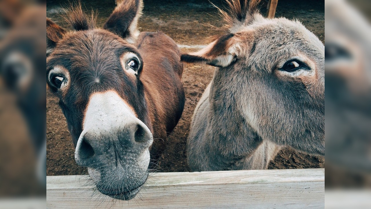 Des automobilistes filment un âne et une ponette en balade sur l&rsquo;autoroute A89