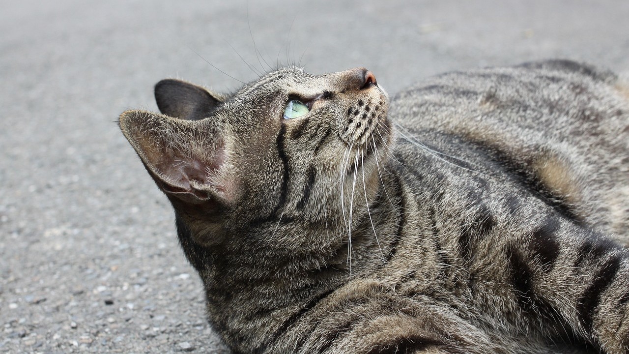 En gare de Lyon, un chat réfugié sous un train provoque plus d&rsquo;une heure de retard