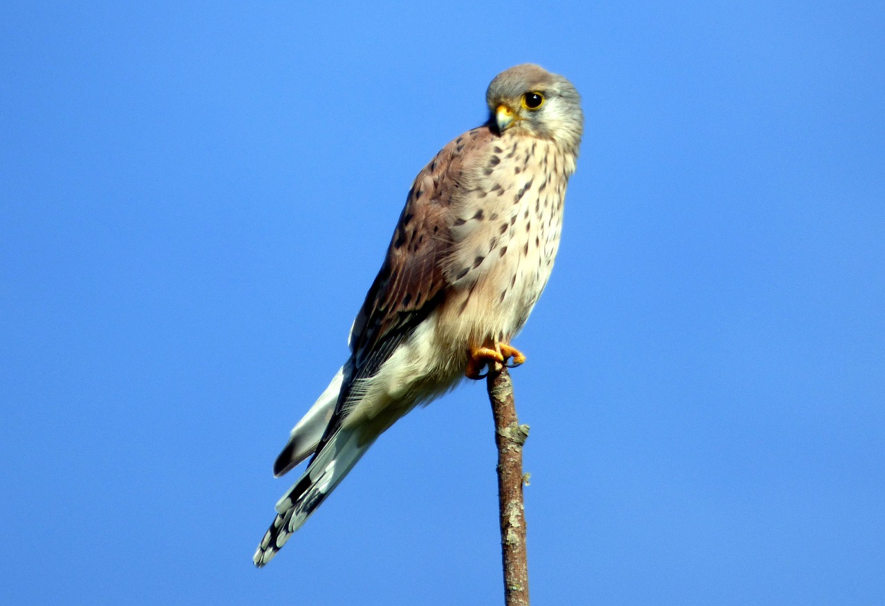 Drôme: un chauffeur-livreur sauve trois fauconneaux orphelins livrés à eux-mêmes dans un nid à 14 mètres de haut