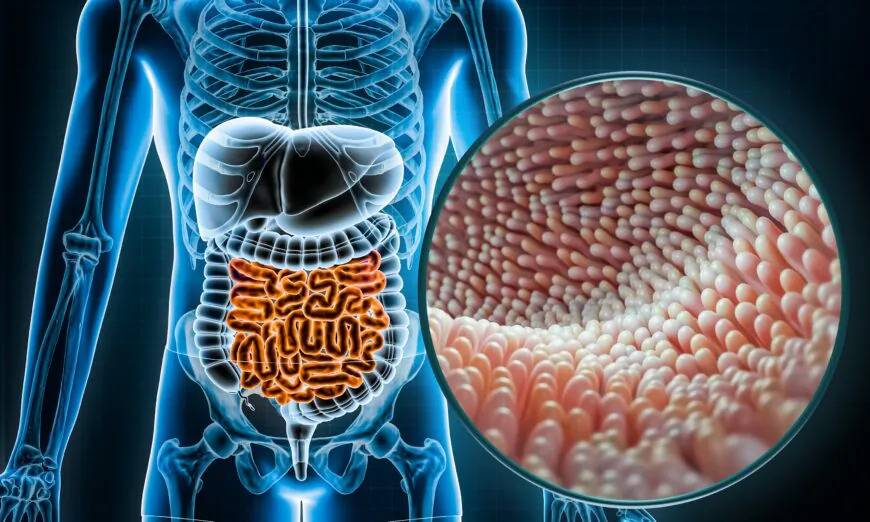 Le microbiome intestinal peut faire de vous un centenaire