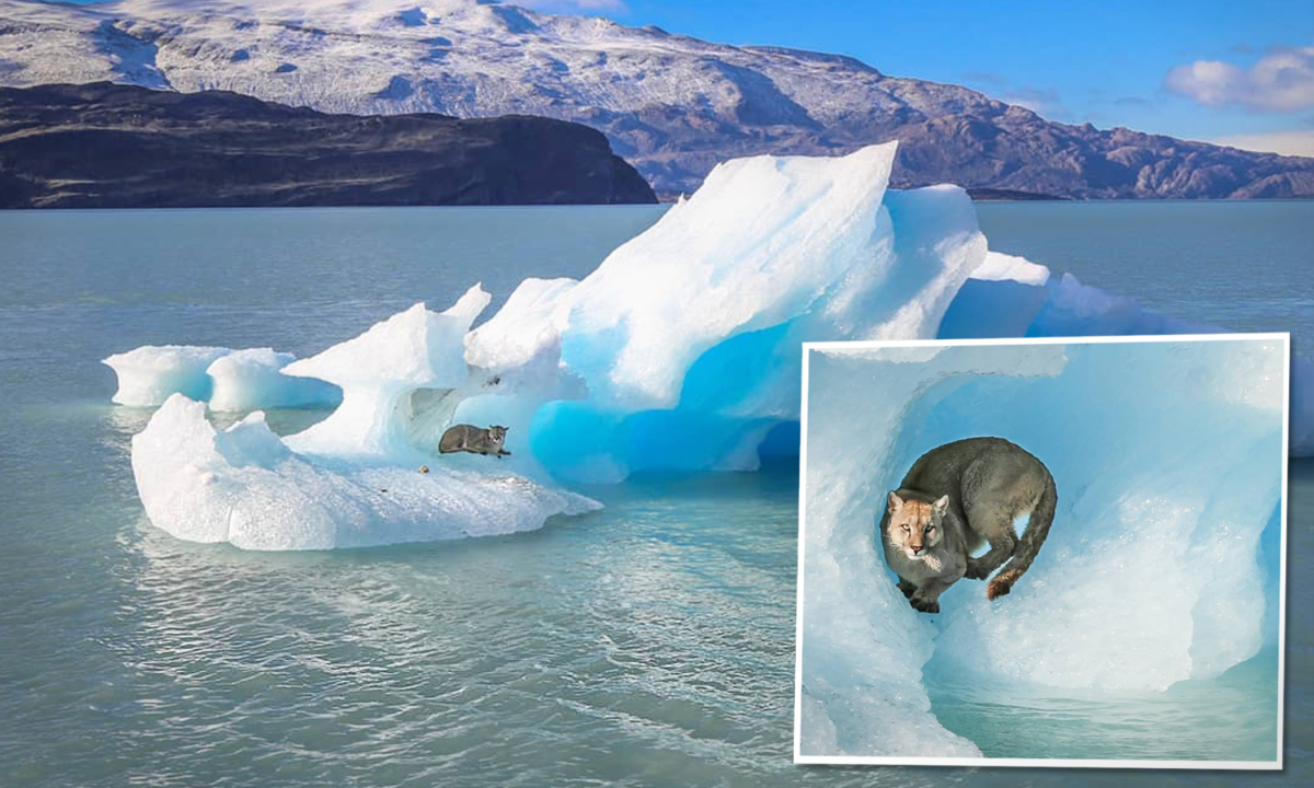 Un photographe prend un puma sur un iceberg en photo dans les montagnes de Patagonie