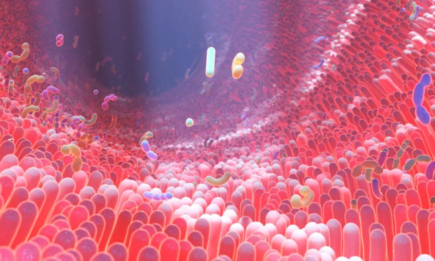 Plus qu&rsquo;un sentiment instinctif : comment le microbiome intestinal influence la santé mentale