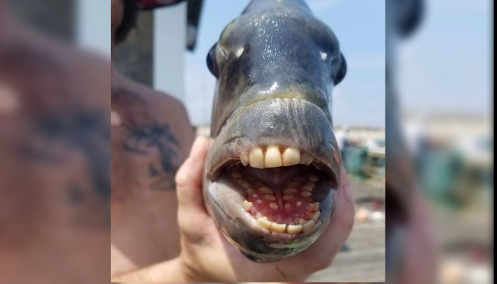 États-Unis: un jeune garçon pêche un poisson aux dents «humaines», dans l&rsquo;étang de son quartier