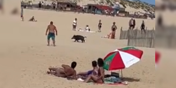 Landes: un sanglier débarque sur les plages de Vieux-Boucau, sous les yeux étonnés des baigneurs