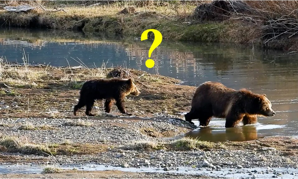 La mère d&rsquo;un ourson grizzly montre ses talents de mère lorsque son petit panique (vidéo)