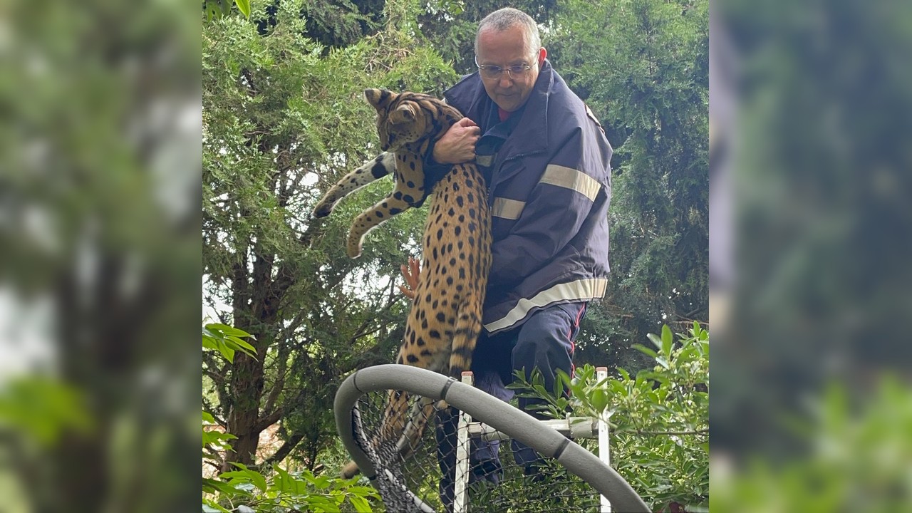 Des pompiers capturent un serval se baladant dans les rues de Lille