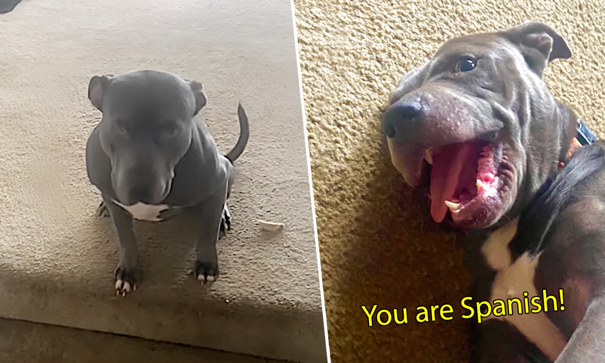 Une femme ne comprend pas pourquoi un chien de refuge n&rsquo;obéit pas aux ordres et s&rsquo;aperçoit qu&rsquo;il comprend l&rsquo;espagnol: vidéo