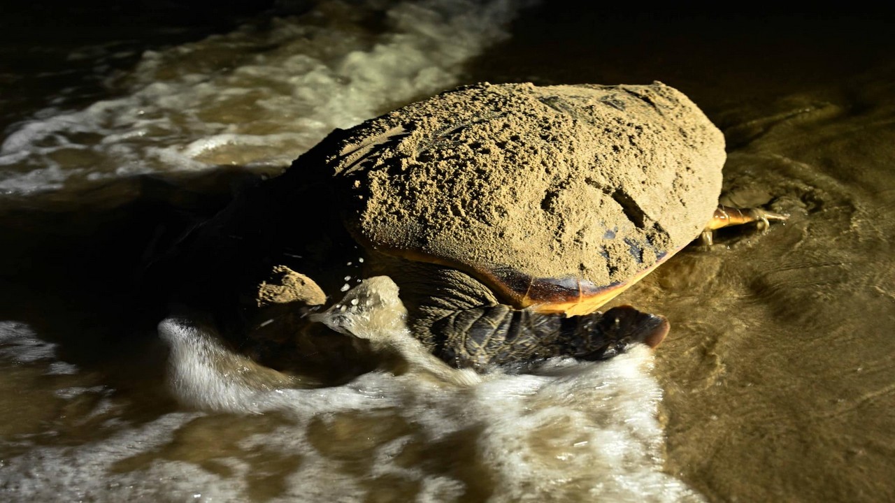 Une tortue caouanne pond des œufs sur une plage de l&rsquo;Hérault