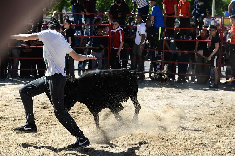 Un homme meurt après avoir été percuté par une vache à Saint-Just pendant la fête votive