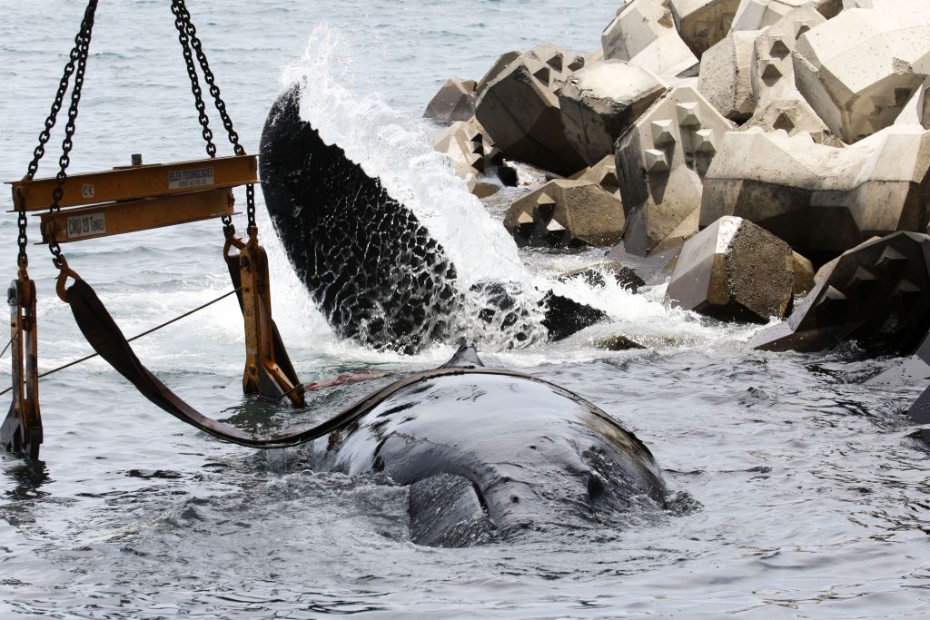 Mort d&rsquo;un baleineau qui s&rsquo;est échoué à La Réunion malgré les tentatives de le ramener vers le large