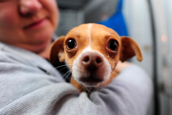 Deux chihuahuas abandonnés sur un palier «depuis au moins une semaine»: leurs maîtres étaient partis en vacances