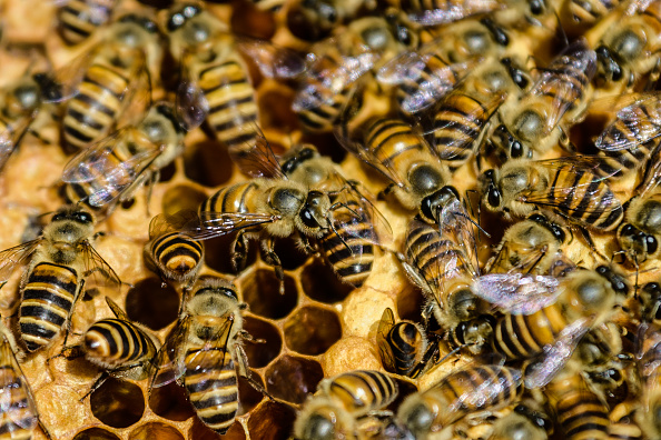 Une Guyanaise meurt après avoir été attaqué par un essaim d&rsquo;abeilles