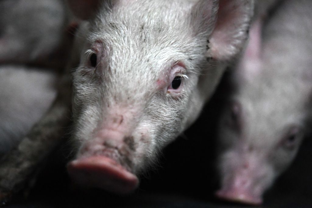 Finistère: une éleveuse condamnée pour couper systématiquement la queue de ses cochons