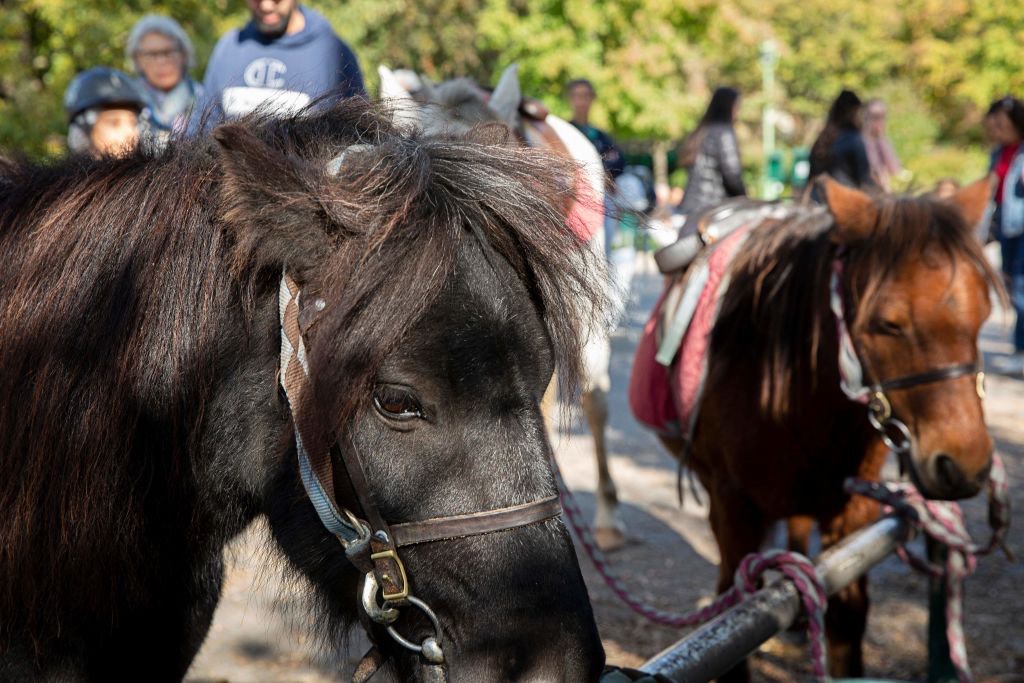 Paris: les parcs municipaux ne proposeront plus de balades à poney