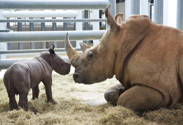 Gironde: naissance «exceptionnelle» d’un bébé rhinocéros noir au zoo d&rsquo;Arcachon