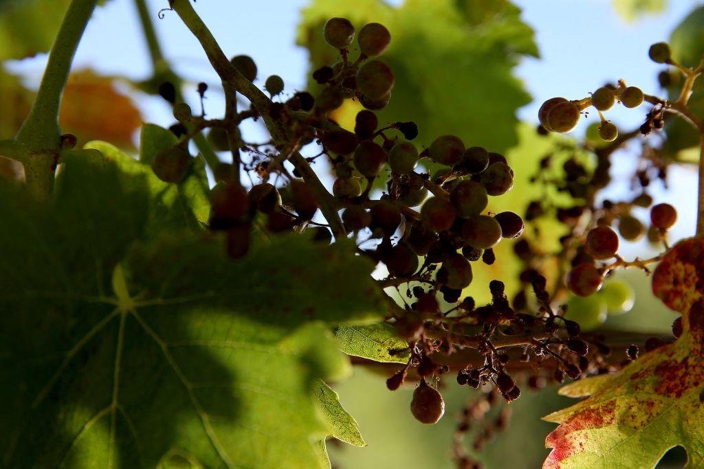 Une vendange 2023 attendue dans la moyenne, «incertitude» due au mildiou