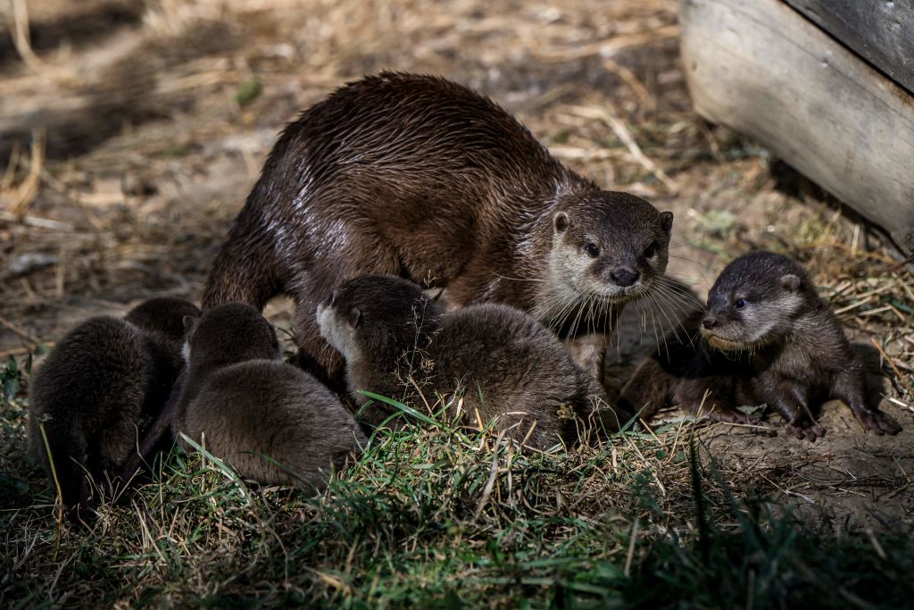 Naissance de quatre bébés loutres naines d&rsquo;Asie, une espèce en voie d&rsquo;extinction, au parc animalier d&rsquo;Auvergne