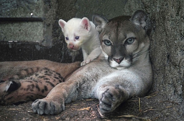 Nicaragua : un rarissime puma albinos est né dans un zoo