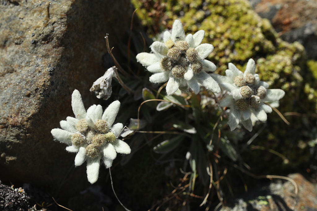 Savoie: des milliers de brins de génépi et fleurs d&rsquo;edelweiss saisis sur des randonneurs