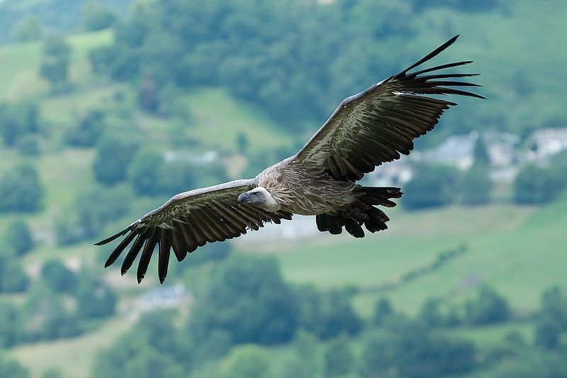 Un vautour fauve est né en Ardèche, une première dans le département