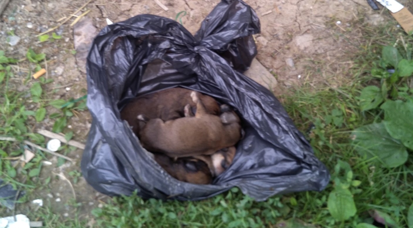 Il découvre six chiots nouveau-nés jetés vivants à la poubelle dans les Alpes-de-Haute-Provence