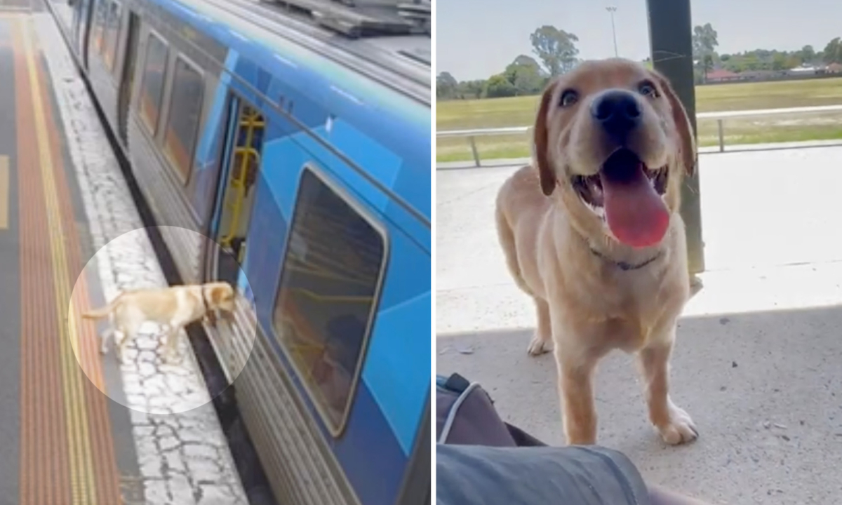 Un Labrador qui a sauté dans un train pour une aventure solitaire rentre chez lui sain et sauf