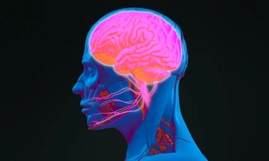 Comment le sucre modifie le cerveau