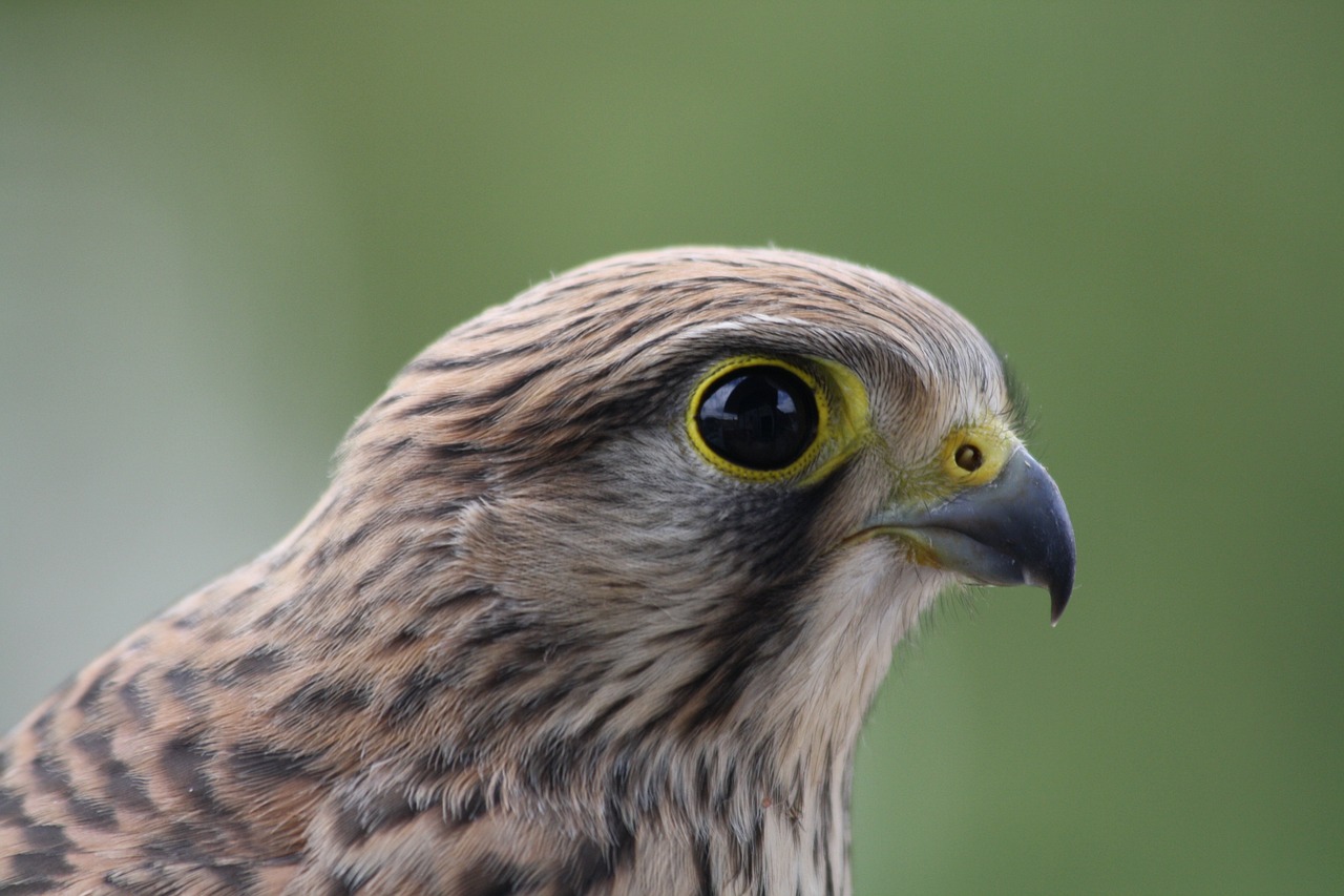 Haute-Garonne: un bébé faucon crécerelle secouru grâce au bon réflexe d&rsquo;un touriste