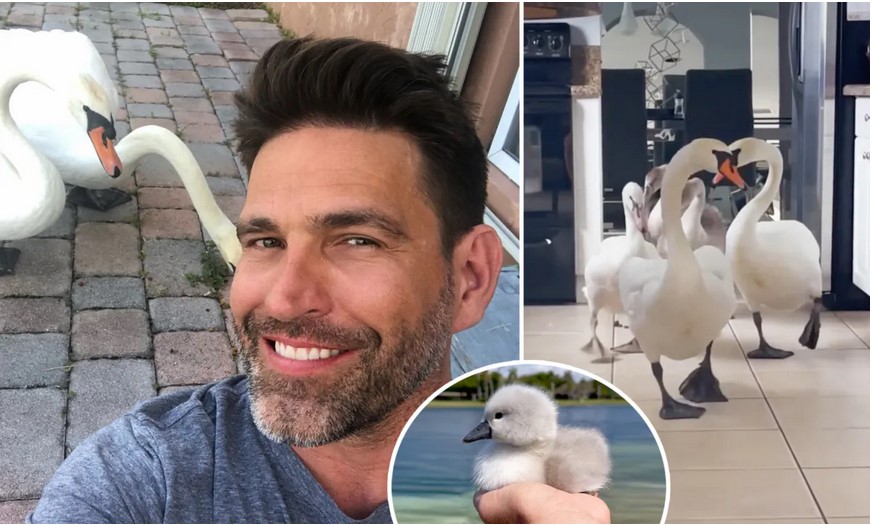 Ces animaux m&rsquo;ont choisi : des cygnes se lient d&rsquo;amitié avec un homme, font leur nid dans son jardin et amènent leurs bébés dans sa maison (VIDÉO)