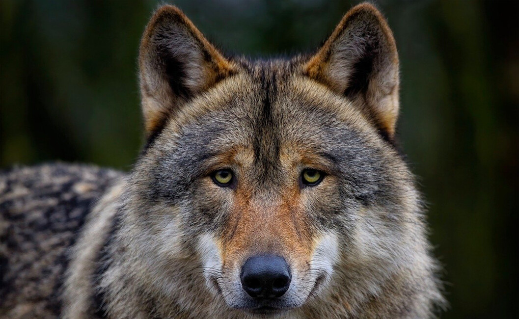 Un loup rodant près d&rsquo;un troupeau de brebis abattu en pleine nuit dans le Lot