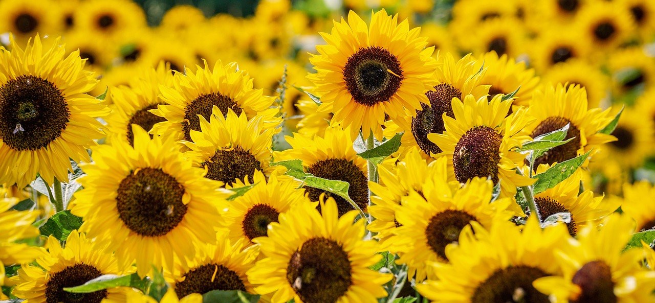 Un agriculteur du Kansas offre un bouquet très spécial de 1,2 million de tournesols à sa femme