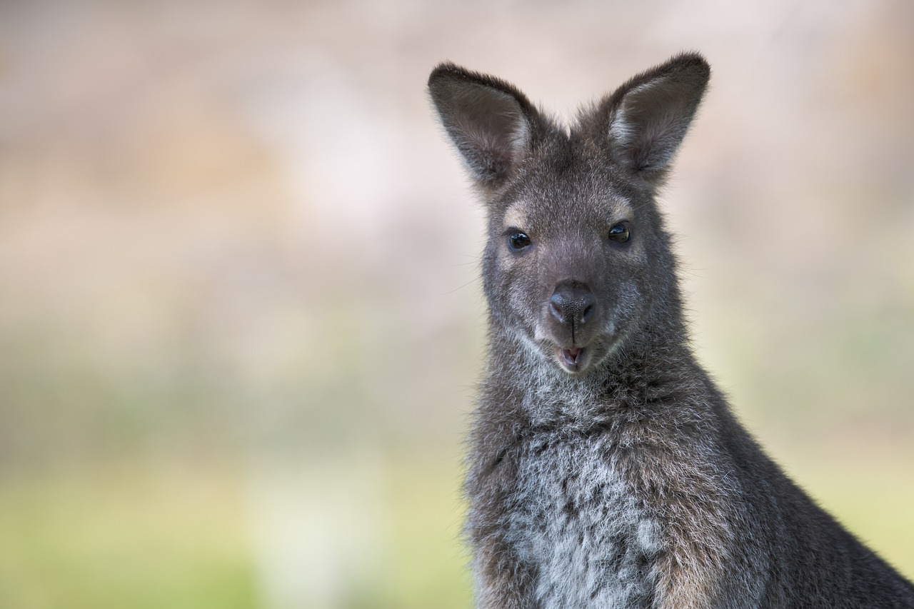 Isère: depuis un mois, un wallaby squatte le jardin d&rsquo;un particulier à Chasse-sur-Rhône